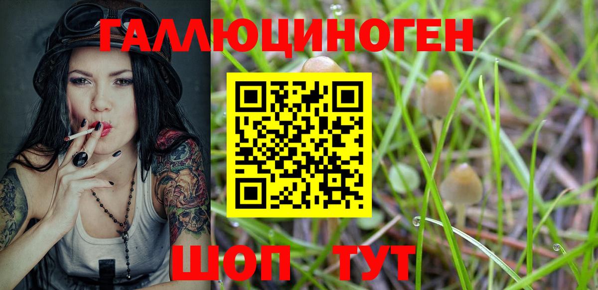 Галлюциногенные грибы Psilocybe  Вход с VPN  продажа наркотиков  Хасавюрт 